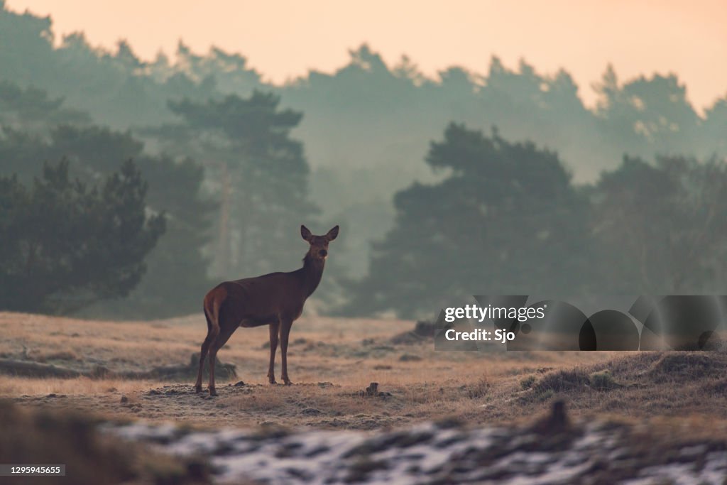 Rode Herten in een winters landschap in de vroege ochtend