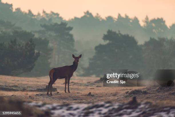 rode herten in een winters landschap in de vroege ochtend - sjoerd van der wal or sjo nature stockfoto's en -beelden