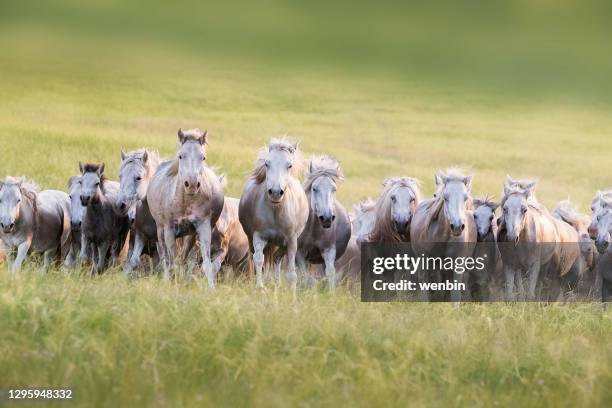 horses on grassland in autumn - national grassland stock pictures, royalty-free photos & images