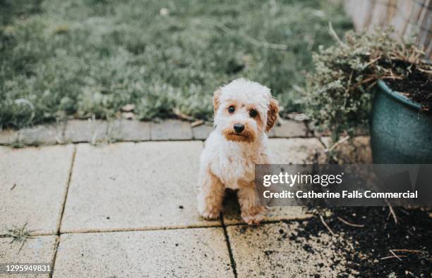 naughty pooch looks up innocently after making a mess digging in flower beds - huellas de perro fotografías e imágenes de stock