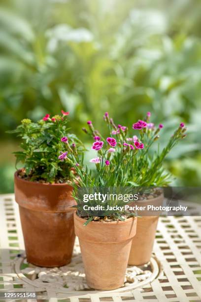 collection, display of three terracotta pots with pink dianthus flowers also known as pinks, carnation, and sweet williams - cravo da china imagens e fotografias de stock