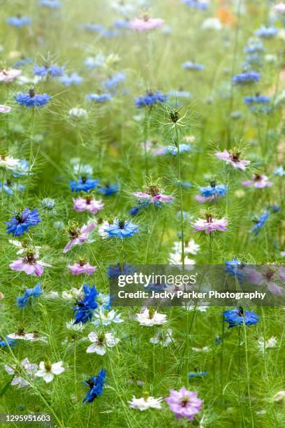 close-up image of the beautiful spring love-in-a-mist white, blue and pink flowers also known as nigella damascena, ragged lady or devil in the bush - nigella stock pictures, royalty-free photos & images