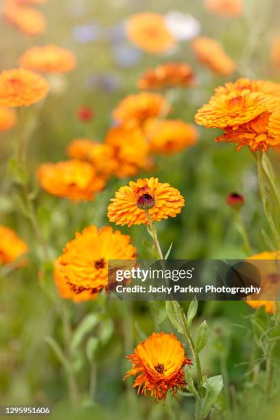 beautiful summer orange flowers of the marigold flower - calendula officinalis - calendula stockfoto's en -beelden