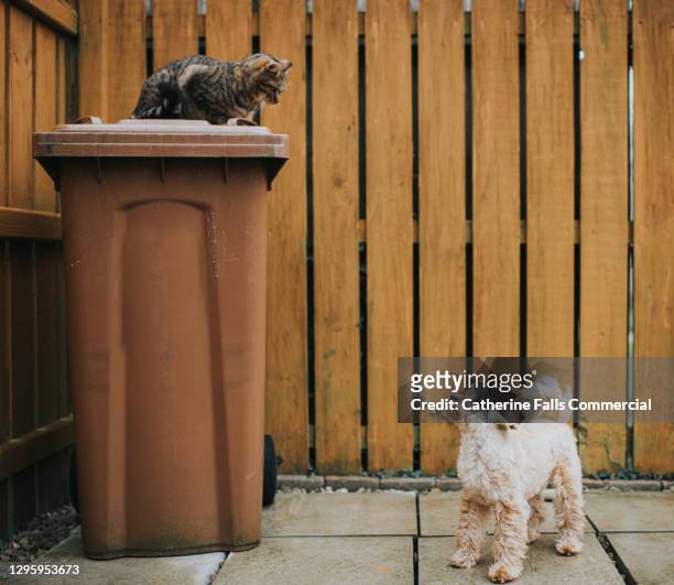 cat looking down from it's hiding place on top of a brown bin while small poodle looks up at it - cat on top of dog stock pictures, royalty-free photos & images
