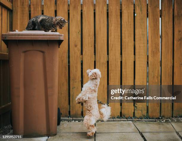 cat looking down from it's hiding place on top of a brown bin while small poodle looks up at it - sought stock pictures, royalty-free photos & images