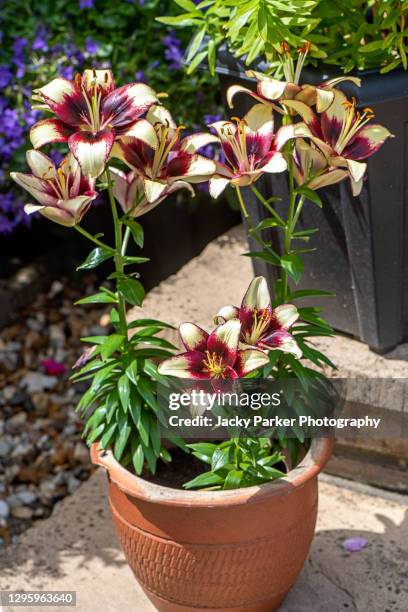 lilium 'black spider' asiatic lily, tango lily 'black spider' flowers in a garden terracotta pot - stargazer lily stock-fotos und bilder