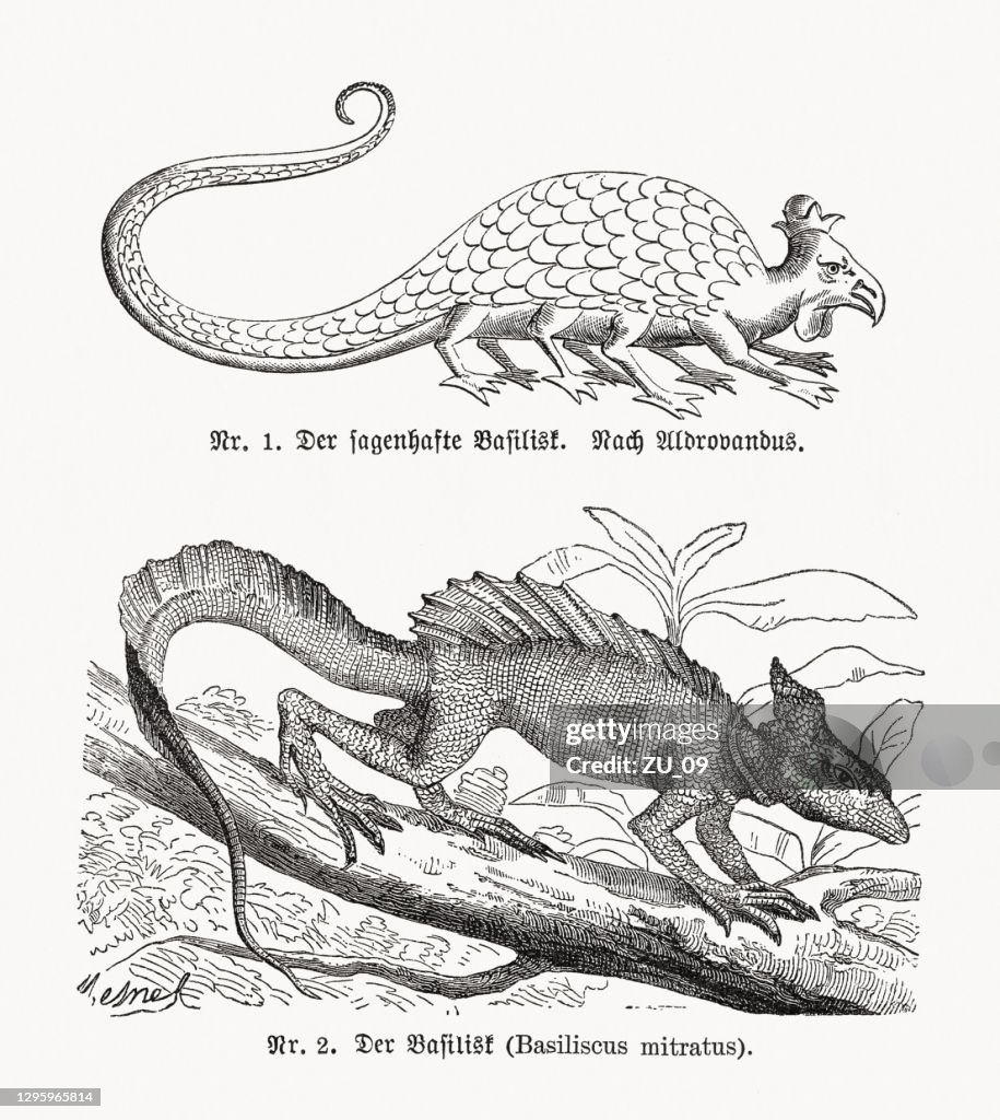 Basilisk, wood engravings, published in 1893