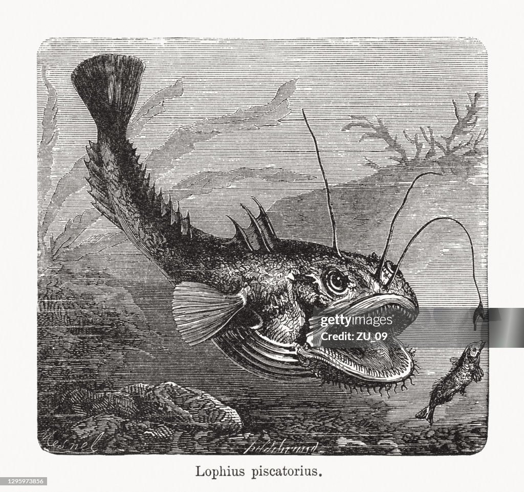 Angler (Lophius piscatorius), wood engraving, published in 1893
