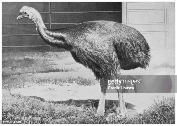 antique black and white photograph of animals: cassowary - cassowary stock illustrations