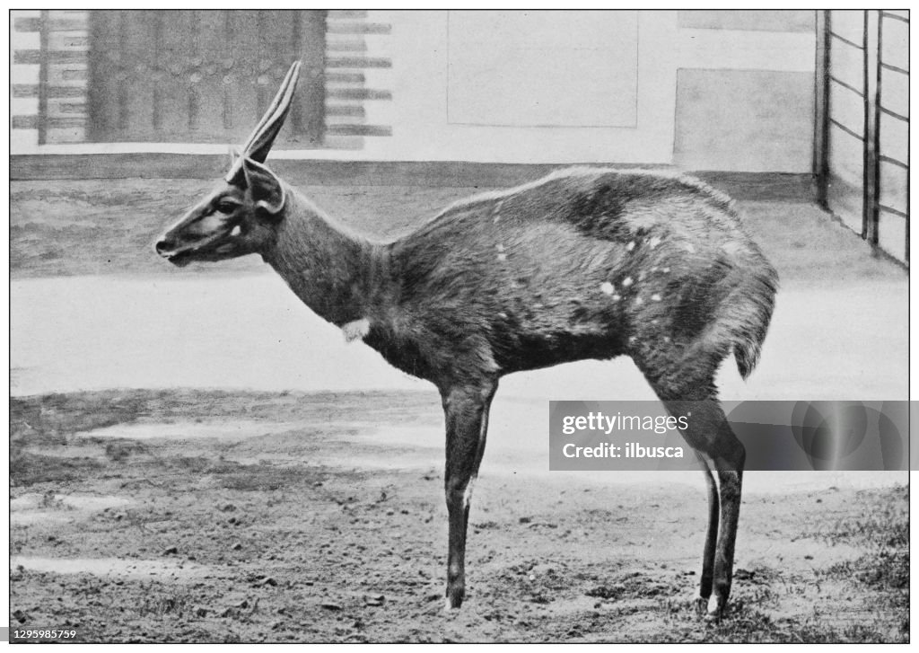 Antique black and white photograph of animals: Tragelaphus antelope