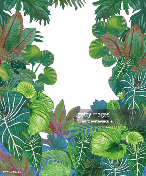 illustrations, cliparts, dessins animés et icônes de plantes de jungle - plante tropicale