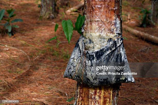 pine resin extraction - images of brazilian wax - fotografias e filmes do acervo