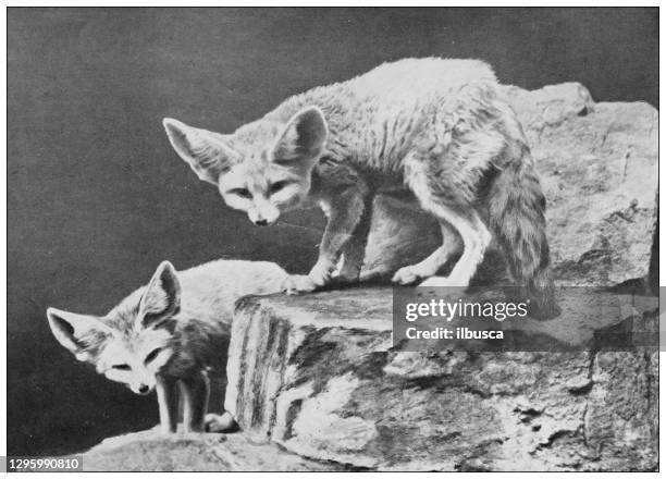 antique black and white photograph of animals: fennec fox (vulpes zerda) - fennec stock illustrations