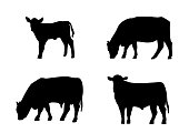 Cattle Silhouette Bull Cow Calf Standing Grazing Agriculture Livestock