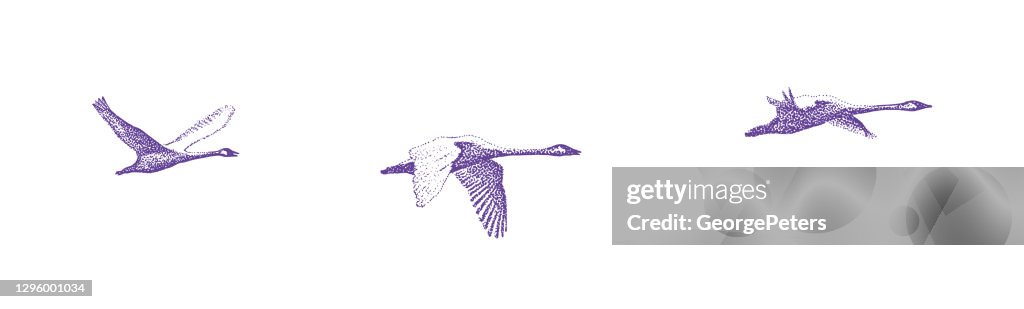 Family of trumpeter swans in flight