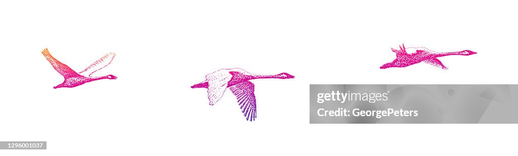 Family of trumpeter swans in flight