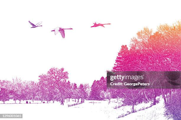 winter landscape with flying trumpeter swans - trumpeter swan stock illustrations