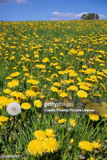 dandelion hill close up - dandelion stock pictures, royalty-free photos & images