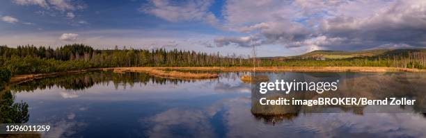 chalupska slat bog, great king's felt with bog lake, sumava national park, sumava, czech republic - chalupska slat stock pictures, royalty-free photos & images