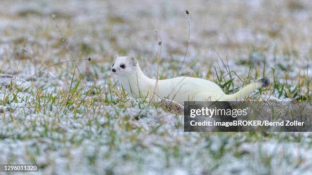 stoat (mustela erminea), in winter fur on a meadow covered with snow, swabian alb biosphere reserve, baden-wuerttemberg, germany - mustela erminea stock pictures, royalty-free photos & images