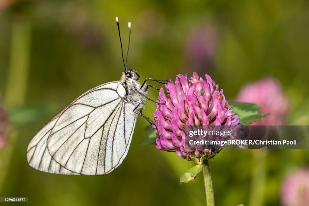 Black-veined white (Aporia crataegi) sitting in a meadow clover (Trifolium), Zams, Landeck, Tyrol, Austria