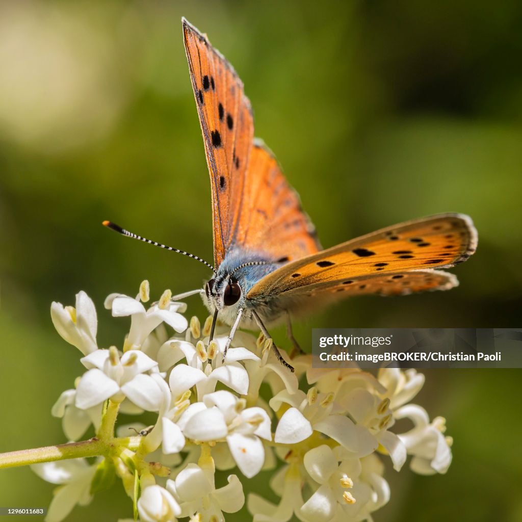 Silver-washed fritillary (Argynnis paphia), silver line sitting on white plant, Zams, Landeck, Tyrol, Austria