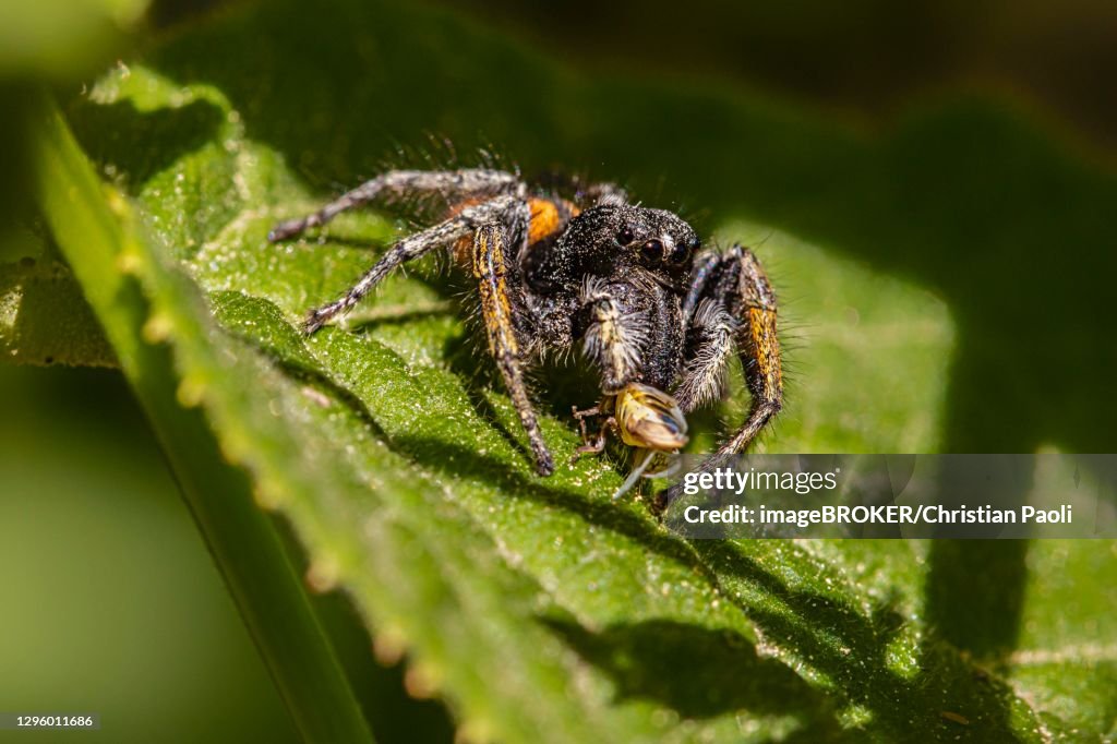 Gold eyes jumping spider (Philaeus chrysops) with prey, male, Zams, Landeck, Tyrol, Austria