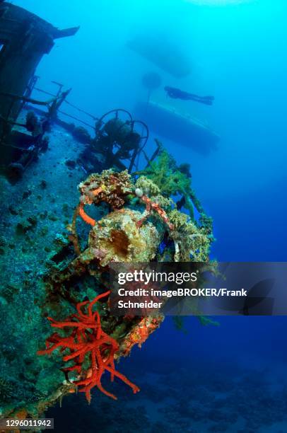 toxic finger-sponge (latrunculia magnifica) growing on shipwreck cedar pride, diver and boat on water surface, jordan - spongia stock pictures, royalty-free photos & images