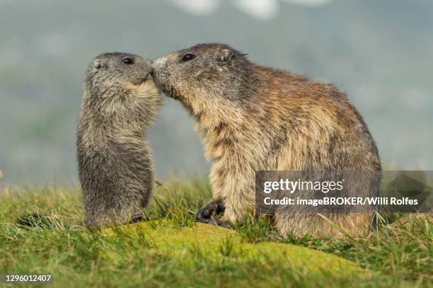 marmot (marmota marmota) with young in the alps, hohe tauern national park, austria - maman fotografías e imágenes de stock