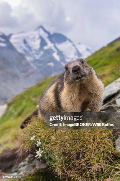 marmots (marmota marmota) in the alps, edelweiss, hohe tauern national park, austria - alpenmurmeltier stock-fotos und bilder
