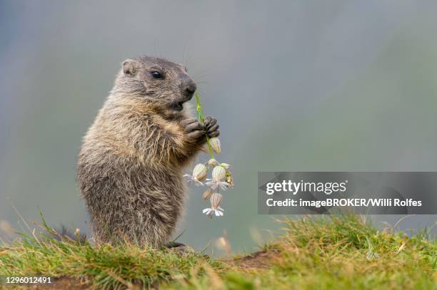 young marmot (marmota marmota) eating flower in the alps, hohe tauern national park, austria - alpenmurmeltier stock-fotos und bilder
