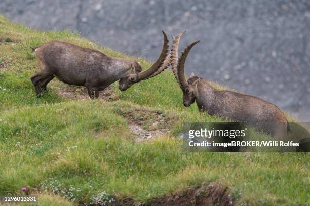 fighting alpine ibex (capra ibex), ibex, mountain, alps, hohe tauern national park, austria - alpine ibex stockfoto's en -beelden