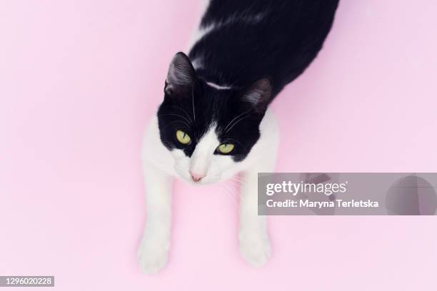 black-white cat lies on a pink background. - spotting bildbanksfoton och bilder