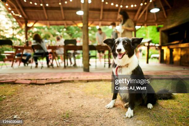 dog sitting outside with his family having dinner in the background - incidental people stock pictures, royalty-free photos & images