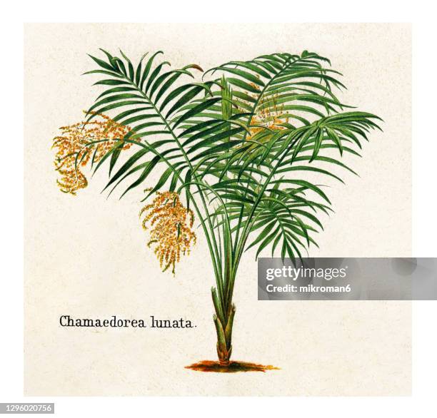 old engraved illustration of chamaedorea tepejilote, pacaya palm (chamaedorea lunata) - palmiers stockfoto's en -beelden