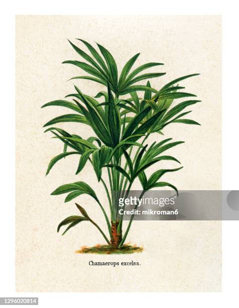 old engraved illustration of chinese windmill palm, windmill palm or chusan palm (chamaerops excelsa) - palmiers stockfoto's en -beelden
