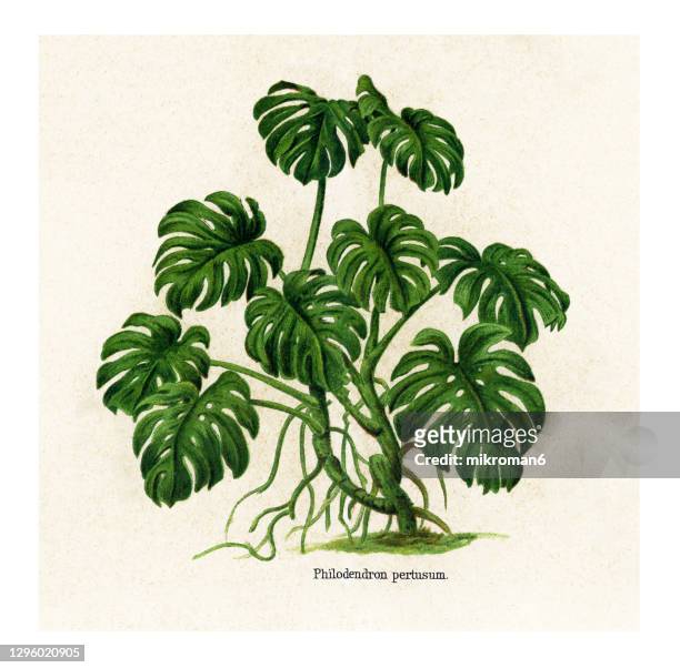 old engraved illustration of monstera deliciosa, philodendron pertusum - palmiers stockfoto's en -beelden