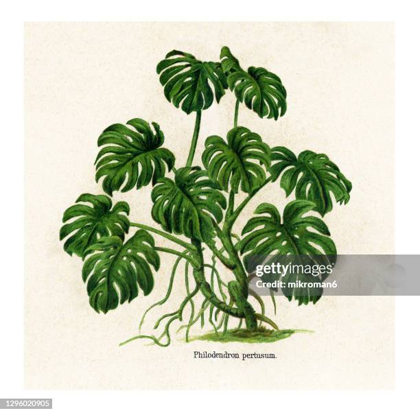 old engraved illustration of monstera deliciosa, philodendron pertusum - monstera leaf stock pictures, royalty-free photos & images