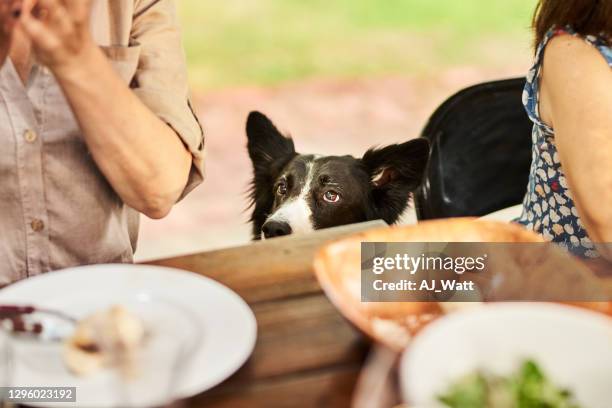 hond geduldig lettend op mensen eten tijdens een openluchtdinerpartij - begging animal behavior stockfoto's en -beelden