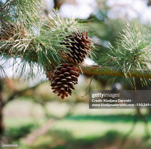 pinecones on tree branch - palo alto stock-fotos und bilder