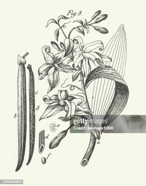 engraved antique, aromatic plants engraving antique illustration, published 1851 - vanilla stock illustrations