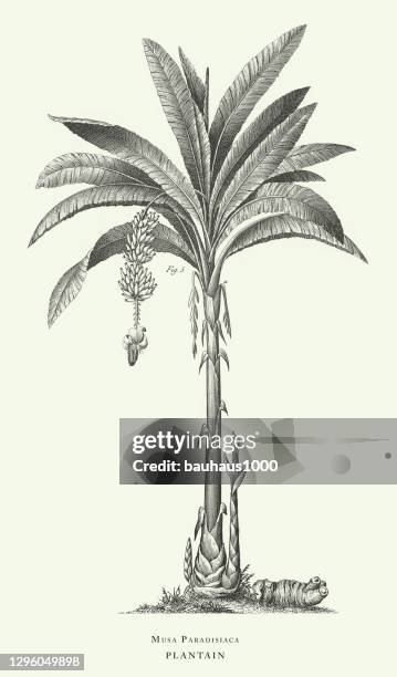engraved antique, aromatic plants engraving antique illustration, published 1851 - ginger turmeric stock illustrations
