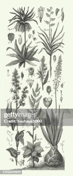 illustrazioni stock, clip art, cartoni animati e icone di tendenza di incisa antique, rappresentanti dell'ordine monocot liliales incisione illustrazione antica, pubblicato nel 1851 - cicadea