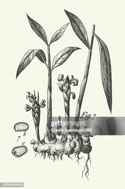 engraved antique, aromatic plants engraving antique illustration, published 1851 - ginger turmeric stock illustrations