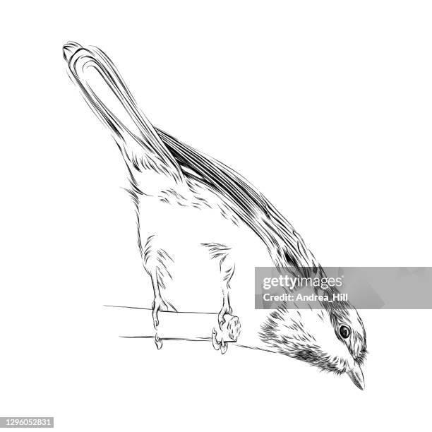 Hatching Drawing Insect Cross Hatching Drawing Photos and Premium High Res Pictures - Getty Images