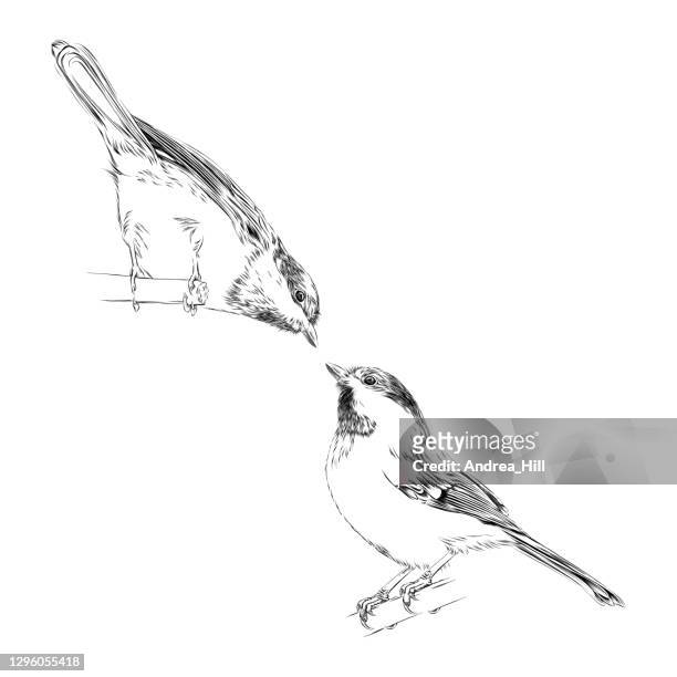 set of cute chickadees in pen and ink. vector eps10 illustration - songbird stock illustrations