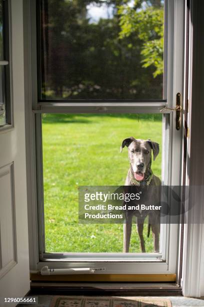pet great dane dog looking through back door - back door stock pictures, royalty-free photos & images