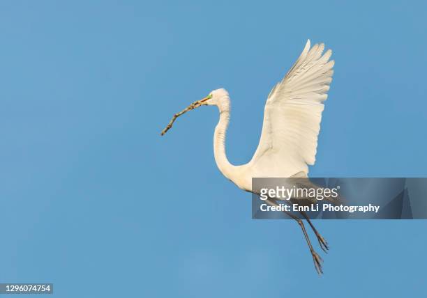great blue heron with nesting material - rookery building stock pictures, royalty-free photos & images