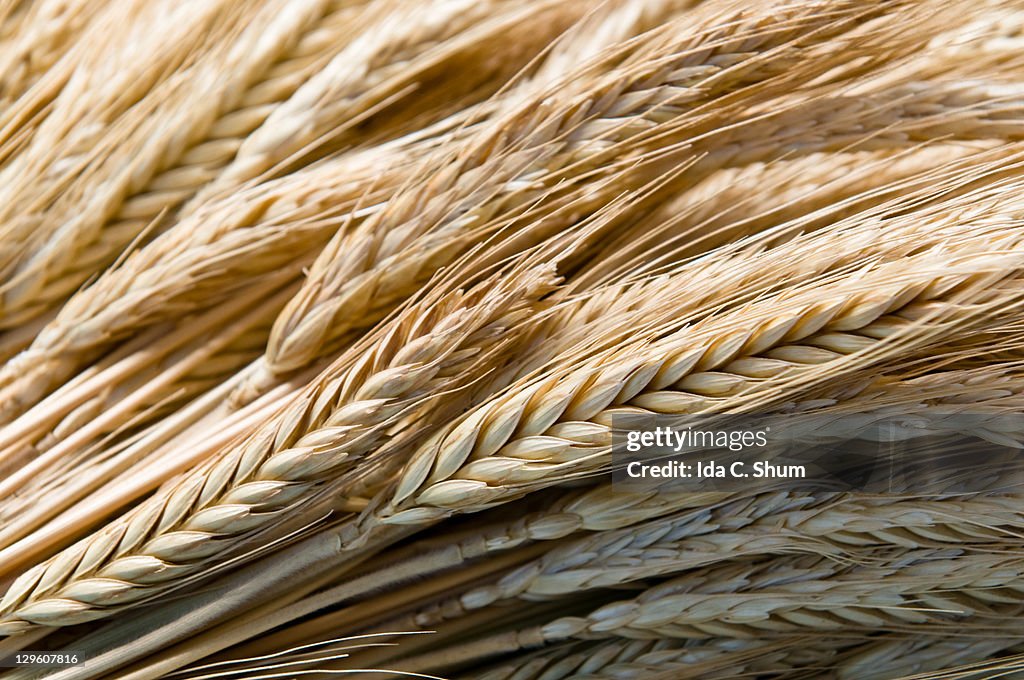 Whole wheat bundle