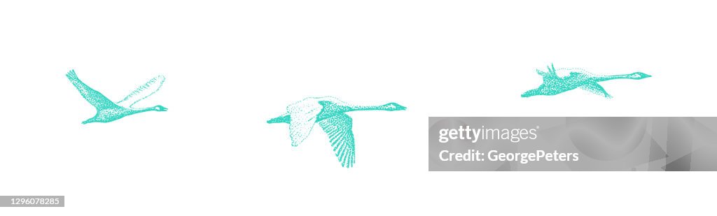 Family of trumpeter swans in flight